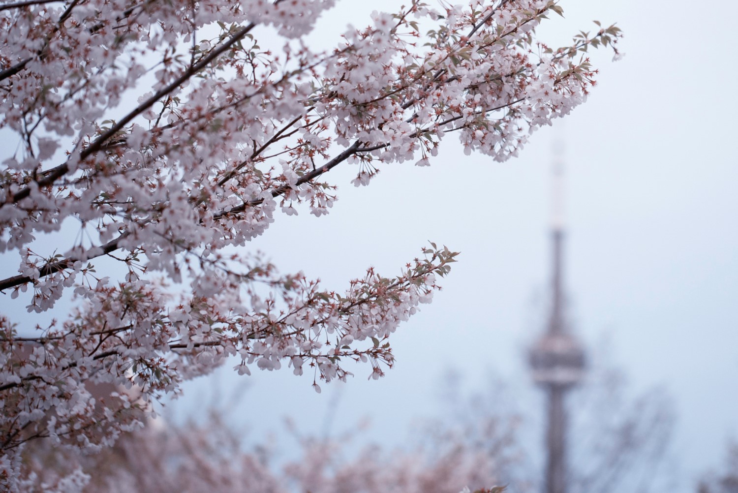 Rogers helps bring High Park Cherry Blossoms to your home virtually